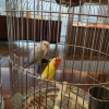 comment-small-img