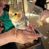 comment-small-img