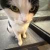 comment-small-img