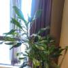 comment-small-img