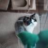 comment-small-img