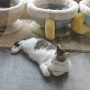 comment-small-img