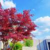 comment-small-img