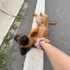comment-small-img