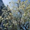comment-small-img