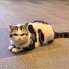 comment-small-img