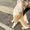 comment-small-img