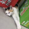 comment-small-img