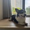 comment-small-img