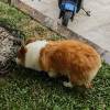 comment-small-img