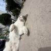 comment-small-img