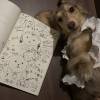 comment-small-img