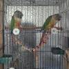 comment-small-img