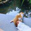 comment-small-img
