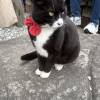 comment-small-img