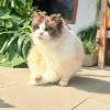 comment-small-img