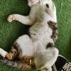 comment-small-img