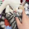 comment-small-img