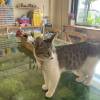 comment-small-img