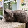 comment-small-img