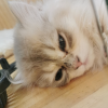 comment-small-img