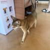 comment-small-img
