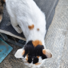 comment-small-img