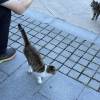 comment-small-img