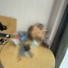 comment-small-img