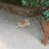 comment-small-img