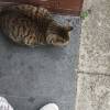comment-small-img