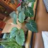 comment-small-img