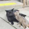 comment-small-img
