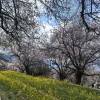 comment-small-img
