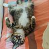 comment-small-img