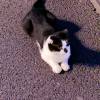 comment-small-img