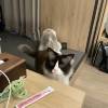 comment-small-img