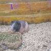 comment-small-img