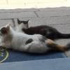 comment-small-img