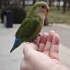 comment-small-img