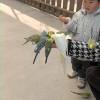 comment-small-img
