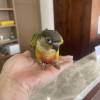comment-small-img