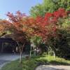 comment-small-img