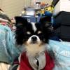 comment-small-img