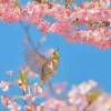 comment-small-img