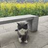 comment-small-img
