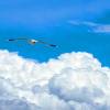 comment-small-img