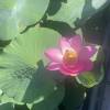 comment-small-img