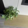comment-small-img