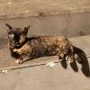comment-small-img